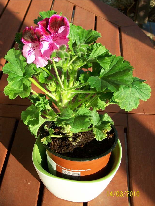 engleska pelargonija - lat. pelargonium grandiflorum